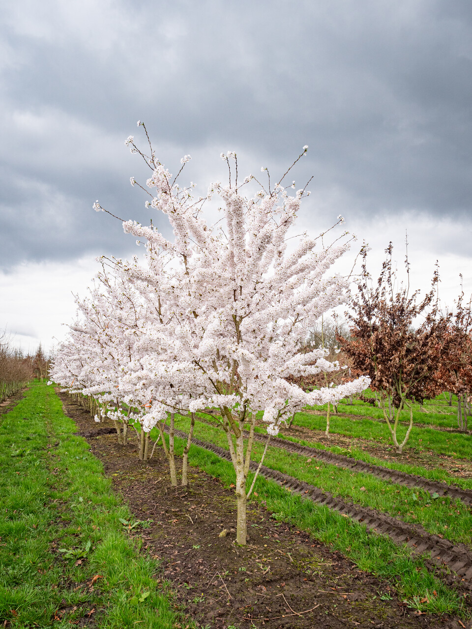 Prunus ×yedoensis | Prunus ×yedoensis - Van den Berk Nurseries