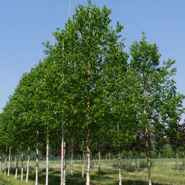 Betula albosinensis 'Fascination' – Betula albosinensis 'Fascination'