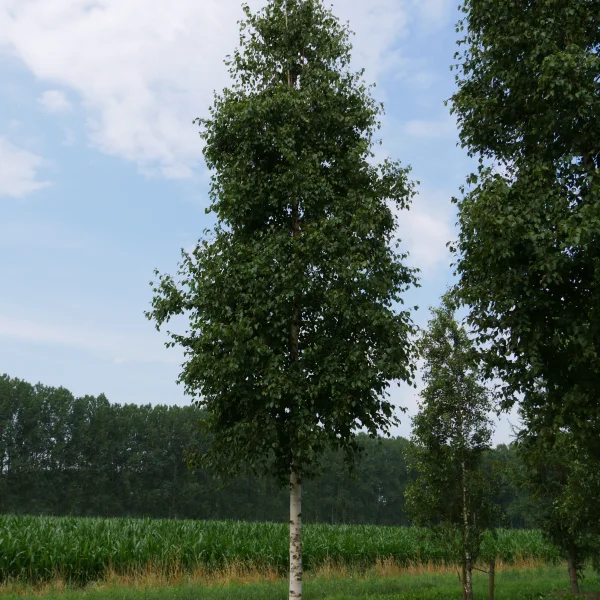 Betula ermanii 'Holland' – Betula ermanii 'Holland'