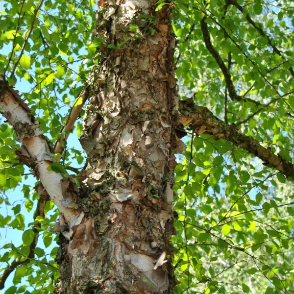 Betula nigra – Red birch, River birch