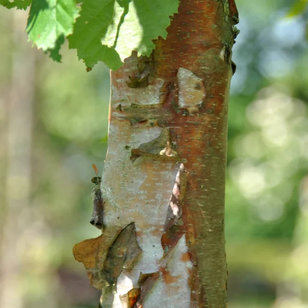 Betula papyrifera – Paper birch, Canoe birch, White birch