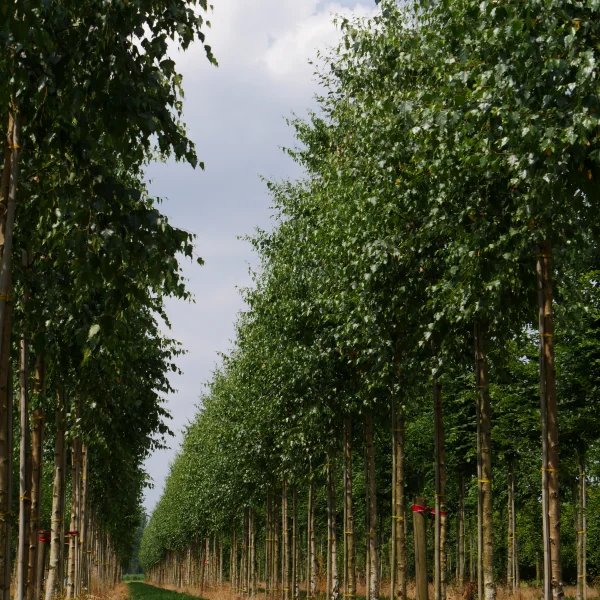 Betula pendula – Common silver birch, European birch