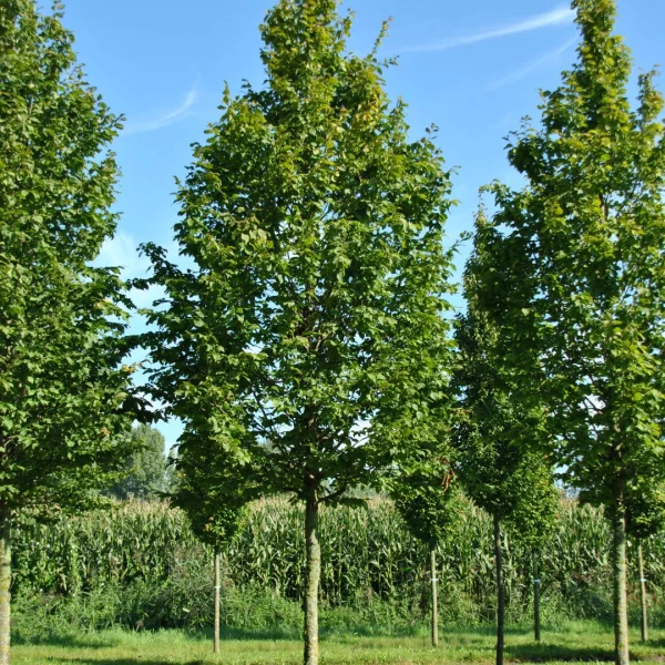 Carpinus betulus 'A. Beeckman' – Carpinus betulus 'A. Beeckman'