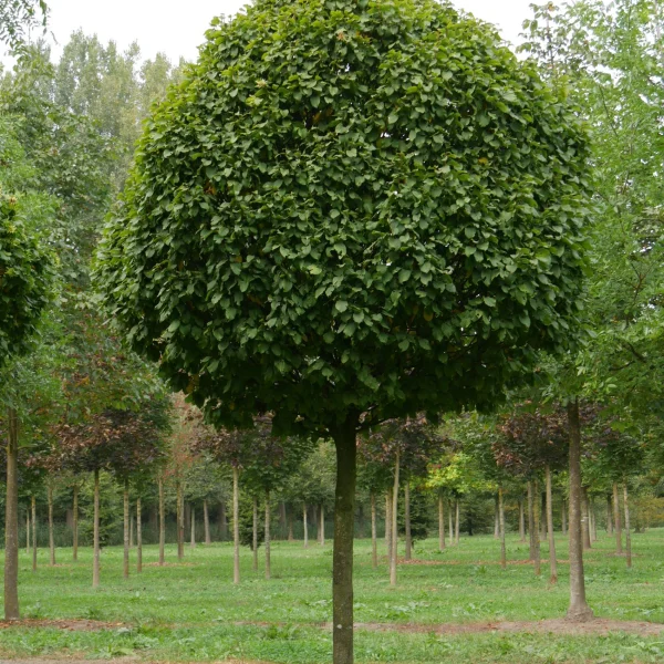 Carpinus betulus 'Columnaris' – Carpinus betulus 'Columnaris'