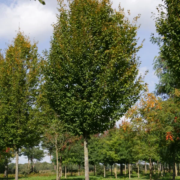 Carpinus betulus 'Frans Fontaine' – Carpinus betulus 'Frans Fontaine'