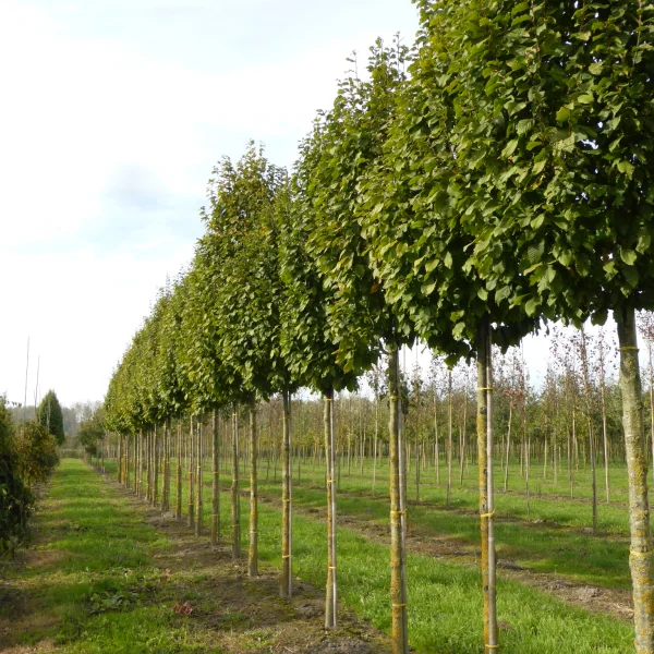 Carpinus betulus 'Nord' – Carpinus betulus 'Nord'