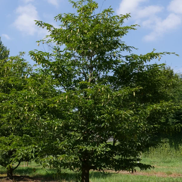 Carpinus japonica – Japanese Hornbeam