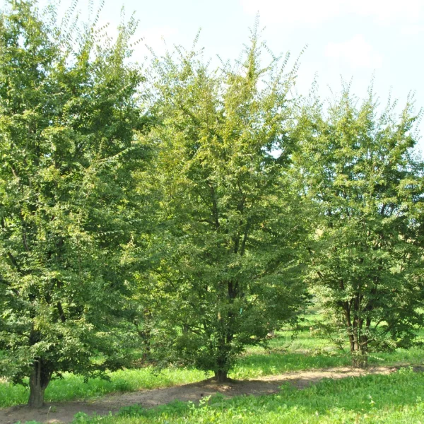 Carpinus turczaninowii – Korean Hornbeam