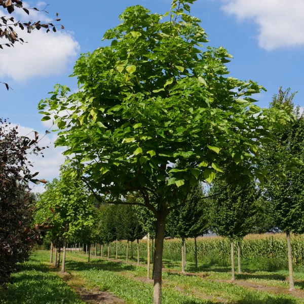 Catalpa bignonioides – Indian bean tree, Southern Catalpa