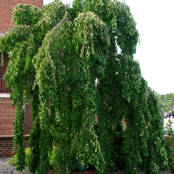 Cercidiphyllum japonicum 'Pendulum' – Cercidiphyllum japonicum 'Pendulum'