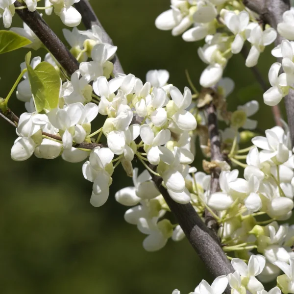 Cercis siliquastrum 'Alba' – Cercis siliquastrum 'Alba'