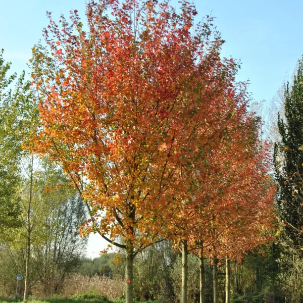 Acer ×freemanii AUTUMN BLAZE ('Jeffersred') – Acer ×freemanii AUTUMN BLAZE ('Jeffersred')