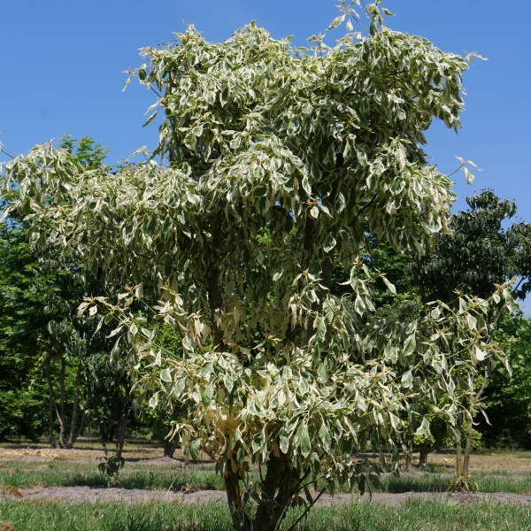 Cornus controversa 'Variegata' – Cornus controversa 'Variegata'