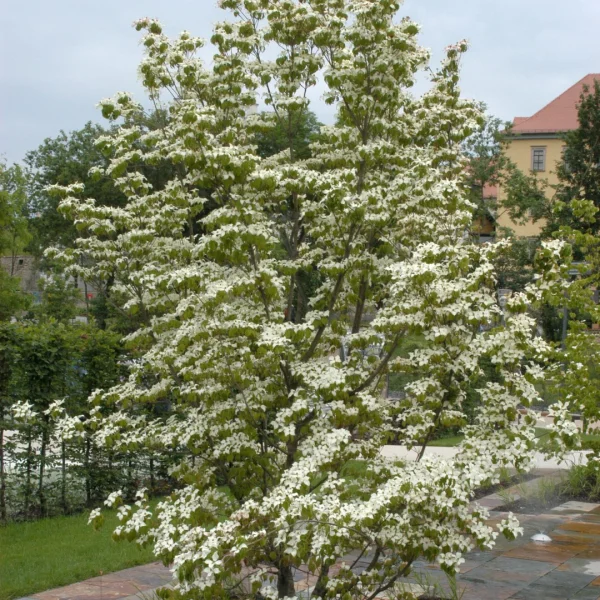 Cornus kousa var. chinensis – Cornus kousa var. chinensis
