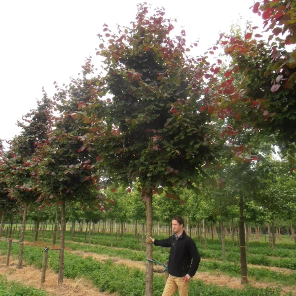 Corylus colurna 'Granat' – Corylus colurna 'Granat'