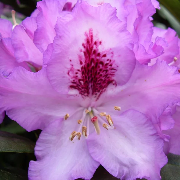 Rhododendron 'Blue Ensign' – Rhododendron 'Blue Ensign'