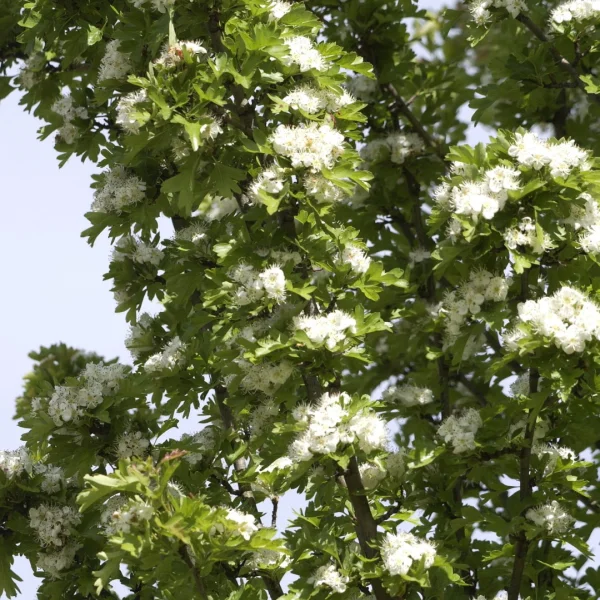 Crataegus monogyna 'Stricta' – Crataegus monogyna 'Stricta'