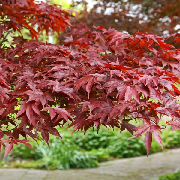 Acer palmatum 'Fireglow' – Acer palmatum 'Fireglow'