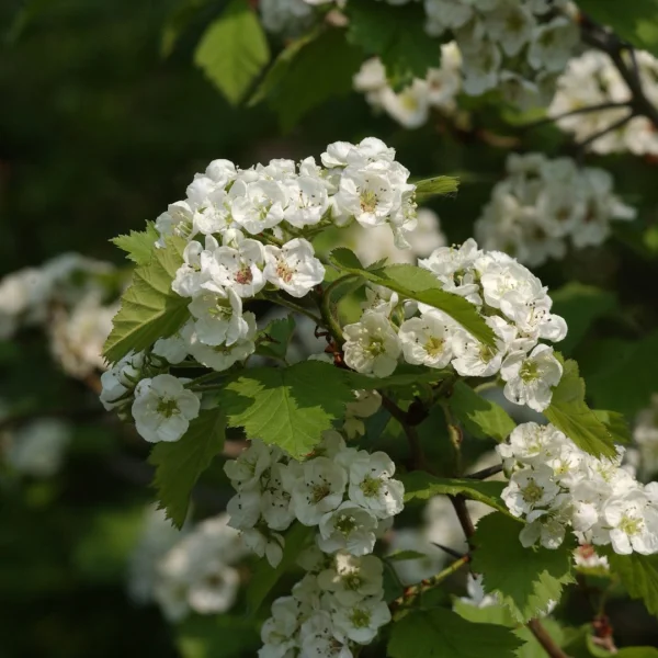 Crataegus coccinea – Crataegus coccinea