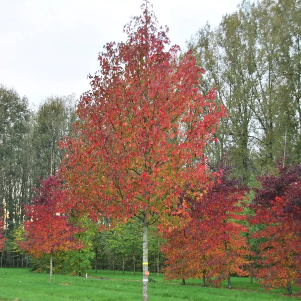 Liquidambar styraciflua 'Stared' – Liquidambar styraciflua 'Stared'