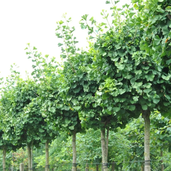 Ginkgo biloba GLOBUS ('Barabits Sztráda') – Ginkgo biloba GLOBUS ('Barabits Sztráda')