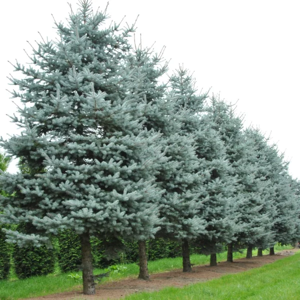 Picea pungens 'Blue Diamond' – Picea pungens CHRISTMAS BLUE ('Blue Diamond')