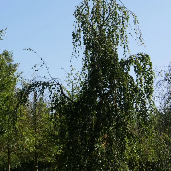Fagus sylvatica 'Pendula' – Weeping beech