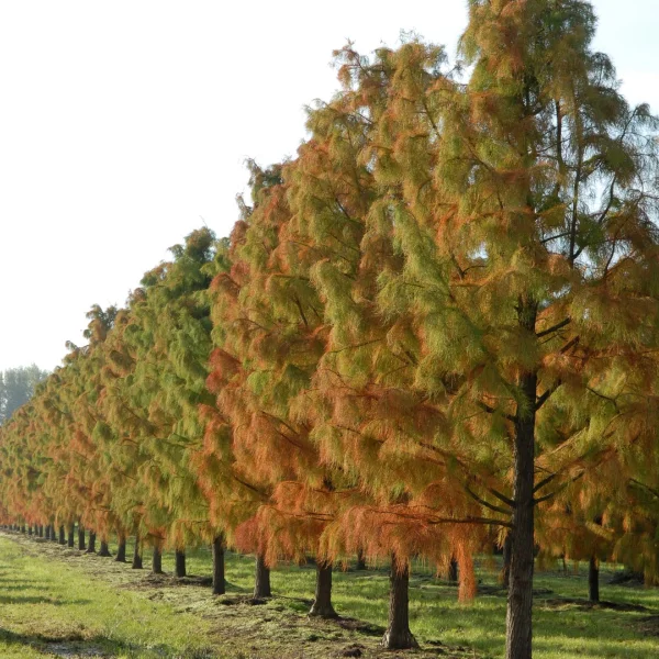 Taxodium distichum 'Nutans' – Taxodium distichum 'Nutans'