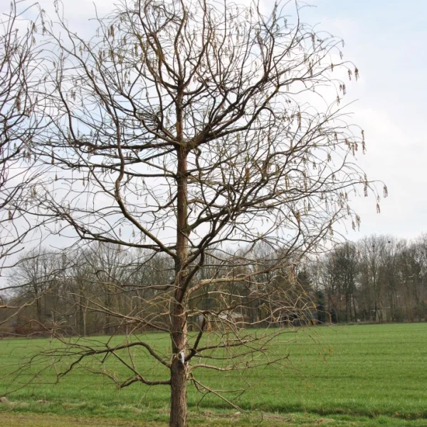 Taxodium distichum 'Pendens' – Taxodium distichum 'Pendens'