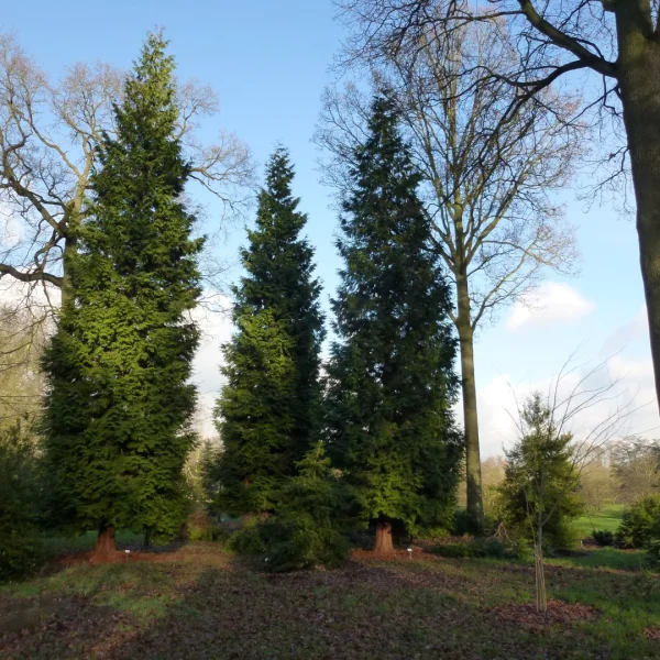 Thuja plicata 'Excelsa' – Thuja plicata 'Excelsa'