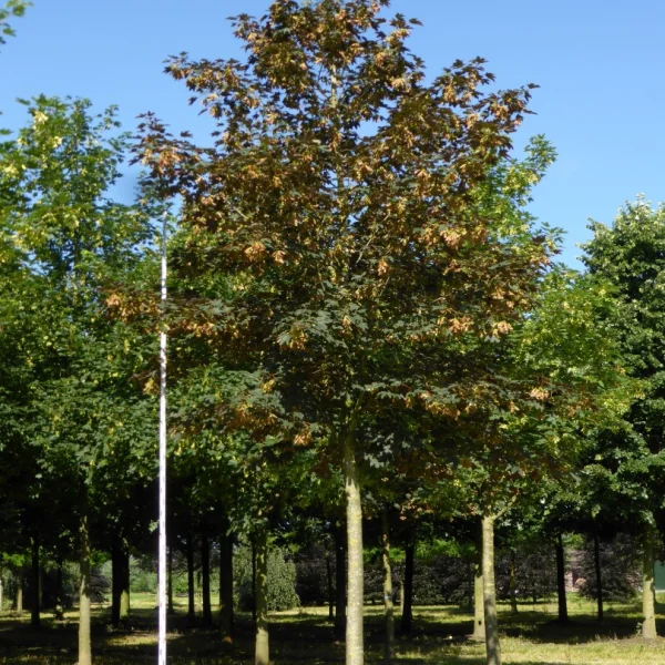 Acer pseudoplatanus – Sycamore