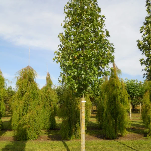Liquidambar styraciflua 'Paarl' – Liquidambar styraciflua 'Paarl'