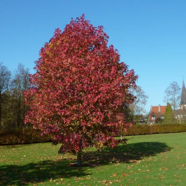 Liquidambar styraciflua 'Palo Alto' – Liquidambar styraciflua 'Palo Alto'