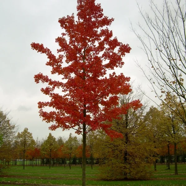 Acer rubrum 'October Glory' – Acer rubrum 'October Glory'