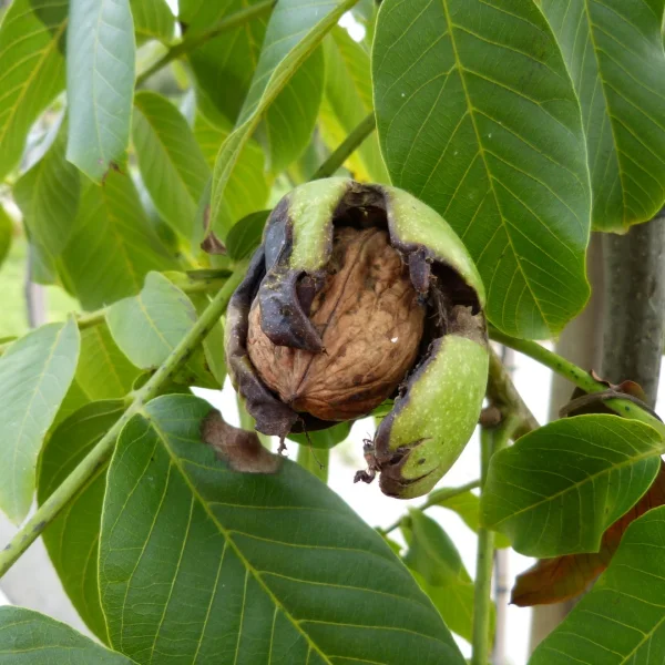 Juglans regia 'Broadview' – Juglans regia 'Broadview'