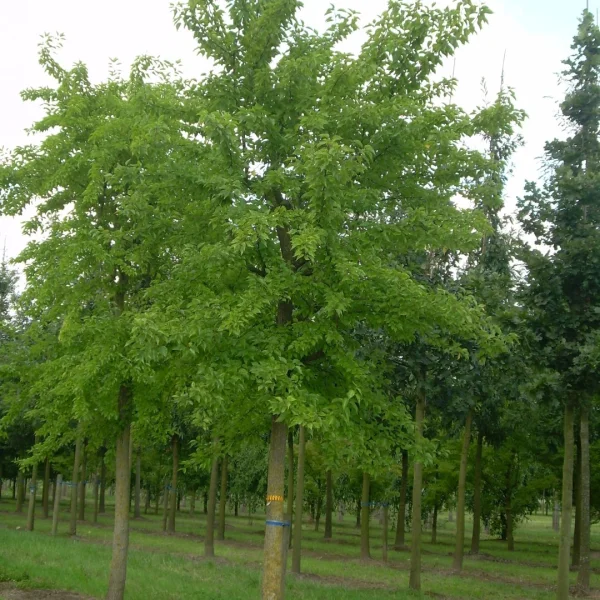 Maclura pomifera – Osage orange, Hedge apple, Bowwood