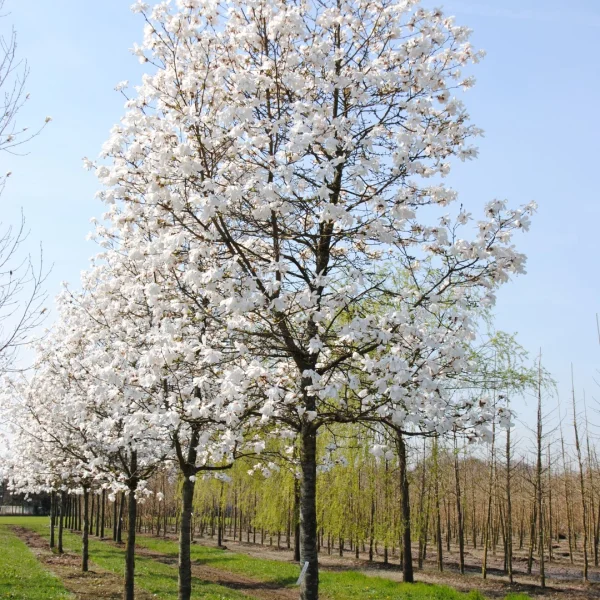 Magnolia ×loebneri 'Merrill' – Magnolia ×loebneri 'Merrill'