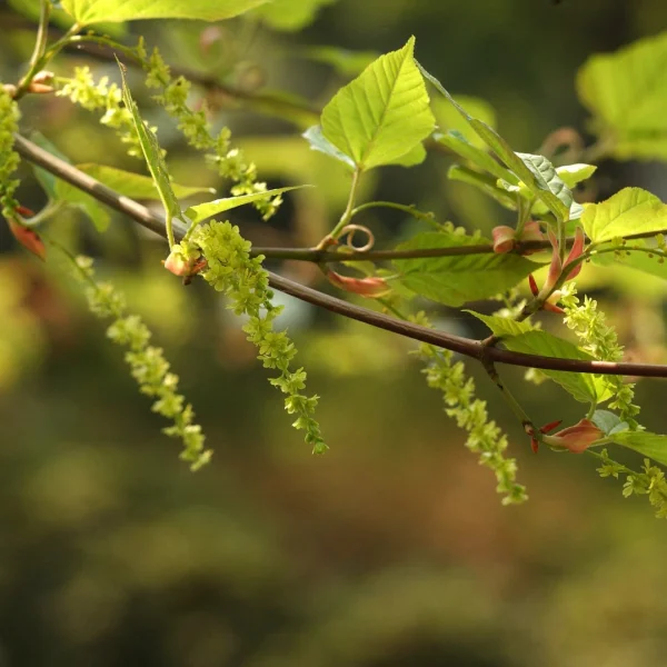 Acer rufinerve – Grey budded snake-bark maple, Honshu maple