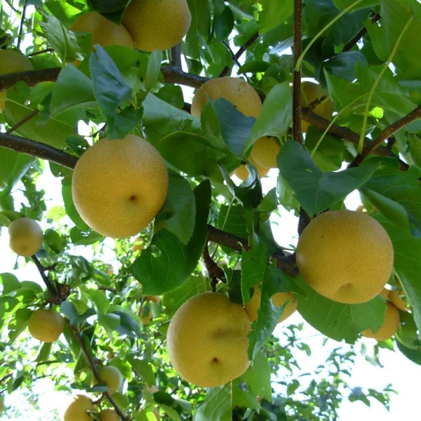 Pyrus pyrifolia – Pyrus pyrifolia