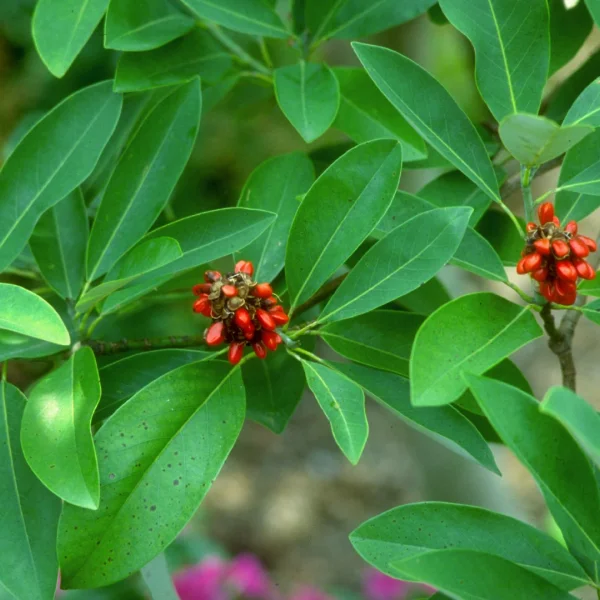 Magnolia virginiana – Sweetbay Magnolia, Swamp Magnolia