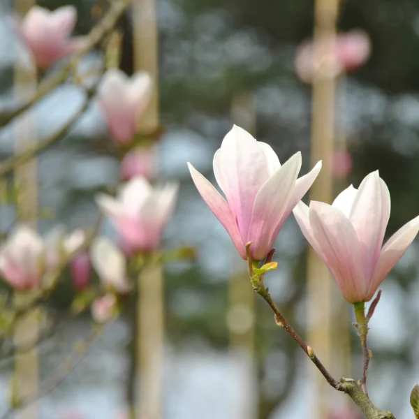 Magnolia 'Heaven Scent' – Magnolia 'Heaven Scent'
