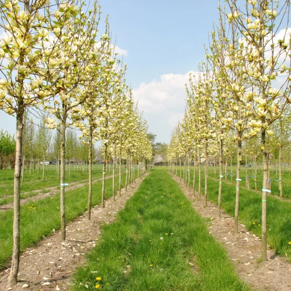 Magnolia denudata YELLOW RIVER ('Fei Huang') – Magnolia denudata YELLOW RIVER ('Fei Huang')