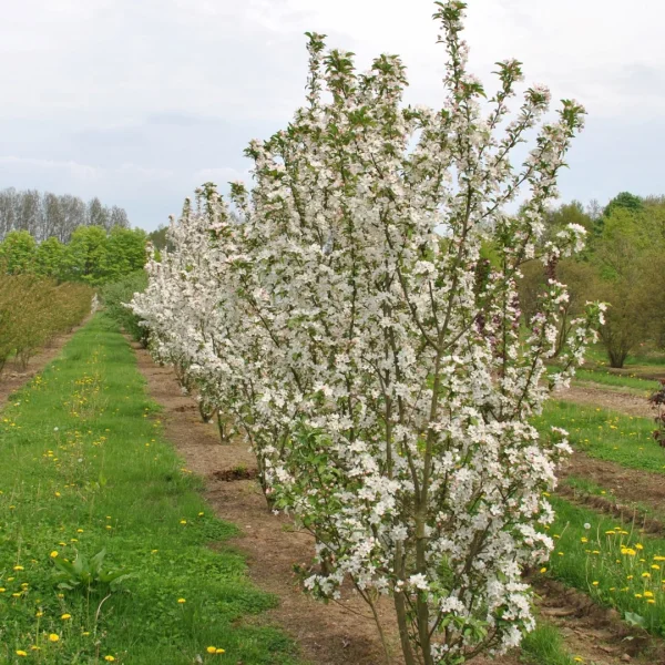 Malus 'White Angel' – Malus 'White Angel'