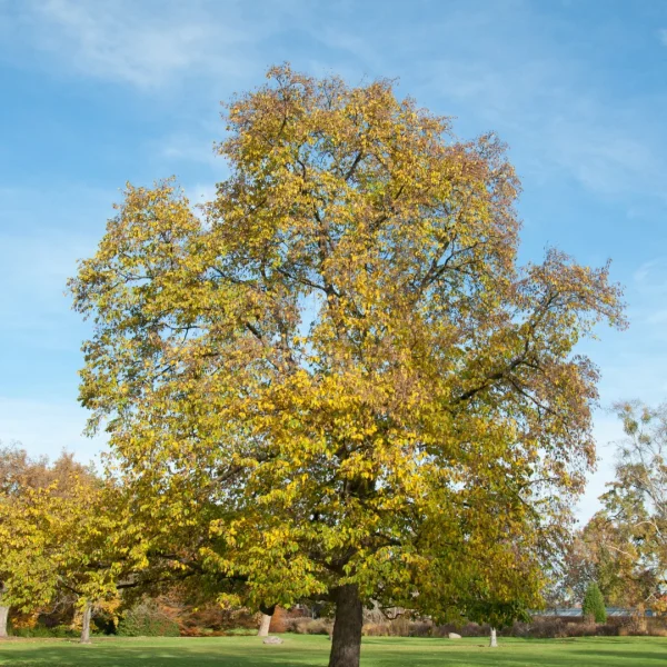 Ostrya carpinifolia – European hop hornbeam