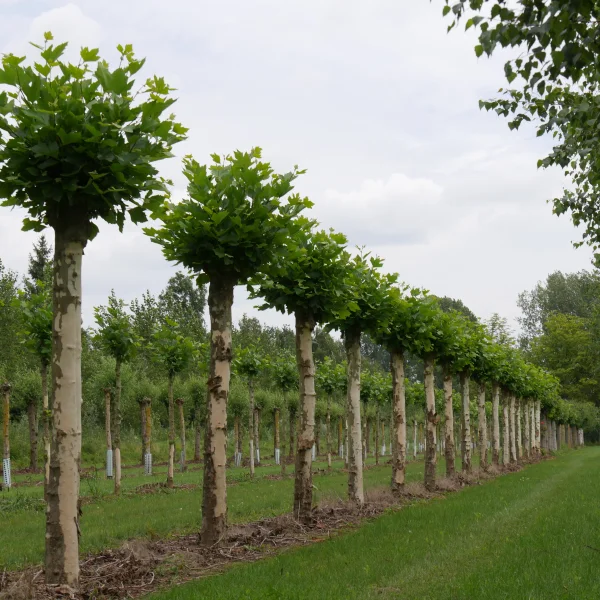 Platanus orientalis – Oriental plane tree, Chennar tree