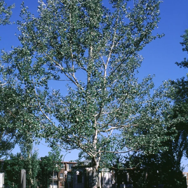 Populus alba 'Nivea' – White poplar, Abele