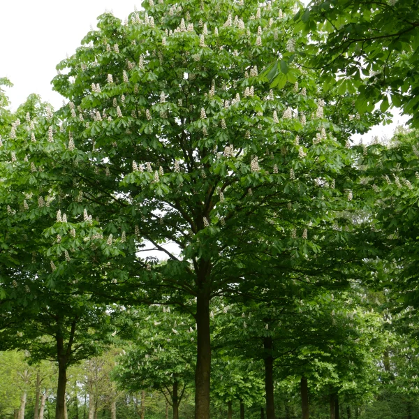 Aesculus hippocastanum – Common horse chestnut