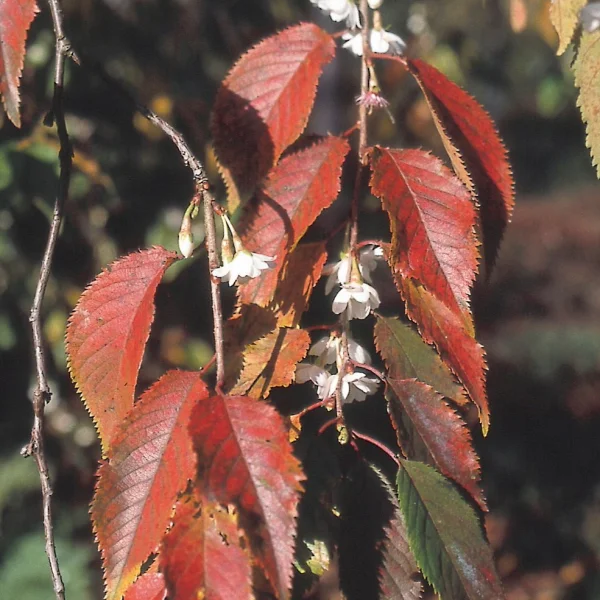 Prunus ×subhirtella 'Autumnalis' – Prunus ×subhirtella 'Autumnalis'