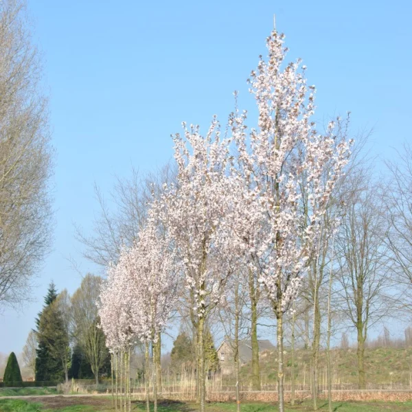 Prunus 'Spire' – Prunus 'Spire'