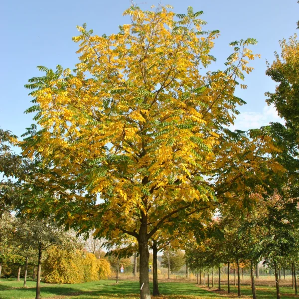 Pterocarya fraxinifolia – Caucasian wing nut
